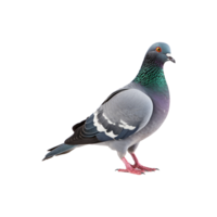 Dove Bird png download ai generated