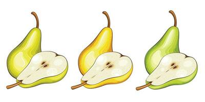 Pear isolated vector illustration. Fruits colorful illustrations isolated on white background.  Fruit collection.