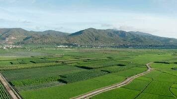 tierras de cultivo y campos en yunnan, porcelana. video