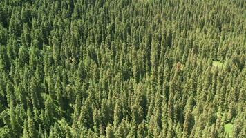 Mountains and trees in a fine day. video