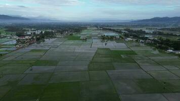 aereo Visualizza di risaia campi. aereo Visualizza di agricoltura nel riso i campi per coltivazione nel gorontalo Provincia, Indonesia. naturale il struttura per sfondo video