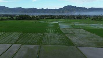 aereo Visualizza di risaia campi. aereo Visualizza di agricoltura nel riso i campi per coltivazione nel gorontalo Provincia, Indonesia. naturale il struttura per sfondo video