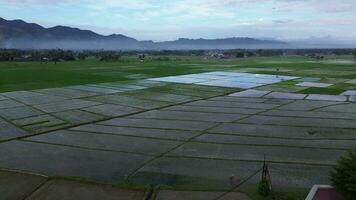aereo Visualizza di risaia campi. aereo Visualizza di agricoltura nel riso i campi per coltivazione nel gorontalo Provincia, Indonesia. naturale il struttura per sfondo video
