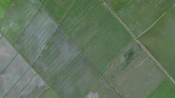 aerial view of paddy fields. Aerial view of agriculture in rice fields for cultivation in Gorontalo Province, Indonesia. Natural the texture for background video