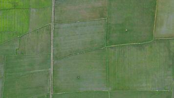 Antenne Aussicht von Paddy Felder. Antenne Aussicht von Landwirtschaft im Reis Felder zum Anbau im gorontalo Provinz, Indonesien. natürlich das Textur zum Hintergrund video