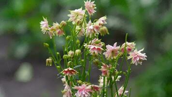 roze decoratief aquilegia bloemen onder regenen, langzaam beweging video