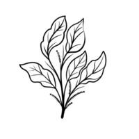 set of Botanical arts. Hand drawn line drawing of abstract flower, floral, rose, tropical leaves, spring and autumn leaf, bouquet of olives vector