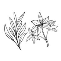 conjunto de botánico letras. mano dibujado línea dibujo de resumen flor, floral, rosa, tropical hojas, primavera y otoño hoja, ramo de flores de aceitunas vector
