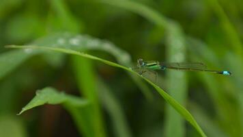 de cerca de bicho, macro insecto video