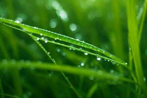 a breathtaking scene of fresh green grass glistening with dewdrops in the soft morning sunlight. photo