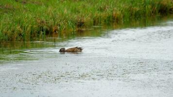 stockente tauchen nach nahrung im teich video