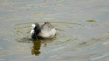 Euraziatisch koet. fulica atra de vogel duiken onder de water naar krijgen voedsel. video