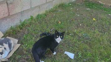 chat pose dans le jardin de la maison video