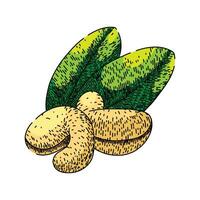 fruit cashew nut sketch hand drawn vector