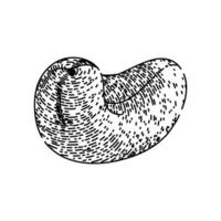 raw cashew nut sketch hand drawn vector