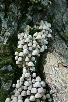 Psilocybin Mushrooms In A Beech Tree Trunk photo