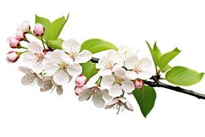 cherry blossom branch isolated on white background. spring flowers. cherry blossom with green leaves isolated on white background, AI Generated photo