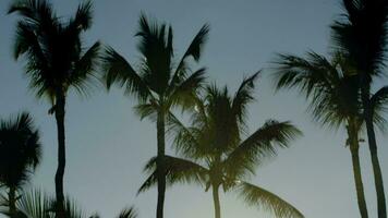 Bright evening sun shining among the palms video
