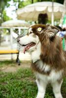 close up white brown color Alaskan Malamute fluffy fatty fur face with dog leash and scarf playing in dog park photo