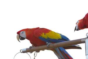 cerca arriba de vistoso escarlata guacamayo loro mascota perca en gallinero rama con azul claro cielo antecedentes foto