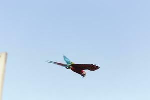 vistoso escarlata amarillo verde guacamayo loro y Dom conure volador con grupo en brillante azul cielo antecedentes foto