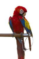 Close up of colorful scarlet macaw parrot pet perch on roost branch with blue clear sky background photo