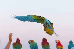 vistoso escarlata amarillo verde guacamayo loro y Dom conure volador con grupo en brillante azul cielo antecedentes foto