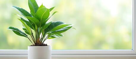 A green indoor plant grows on a plastic windowsill photo