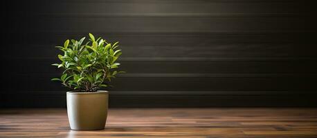 A cute green plant in a bucket on a wooden floor in a house captured from above photo