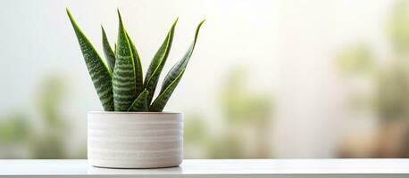 Use white pot for indoor or outdoor decorative plants with sansevieria cylindrica Opuntia cylindrica cristata photo