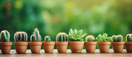 Seedlings of green cacti in pots against a natural backdrop photo