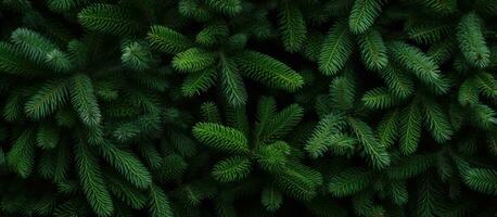 Texture of Christmas tree branches on a natural background photo