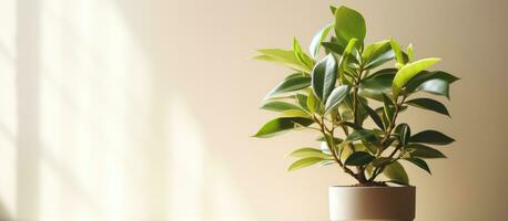 Homegrown potted ficus photo