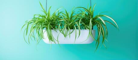 Thriving indoor spider plant in vivid green photo