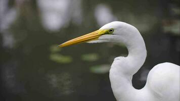 magnifique génial aigrette par le l'eau video