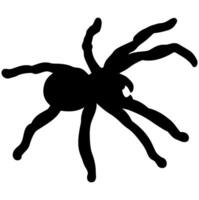 Spider Silhouette vector