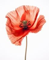ai generativo detalle de salvaje rojo amapola flor foto