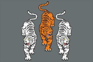 3vector ilustración de Tres tigres en blanco y naranja colores vector