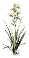 ai generativo yuca gloriosa Español daga blanco flores foto