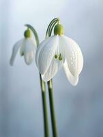 AI Generative Common snowdrop Galanthus nivalis white flowers blooming in early spring photo
