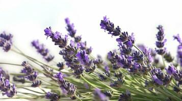 AI Generative Lavender flowers fileld close up photo