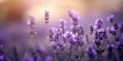 AI Generative Detail of lavender flowers dreamlike bokeh background photo