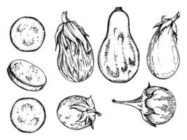 Hand drawn ink vector eggplant aubergine gourd squash. Sketch illustration art for Thanksgiving, harvest, farming. Isolated object, outline. Design for restaurant menu print, cafe, website, invitation