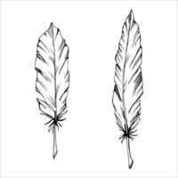 Hand drawn ink vector bird feathers. Sketch silhouette illustration line art for tattoo, Halloween, nature, witchcraft. Isolated object, outline. Design for shops, logo, print, website, card, booklet