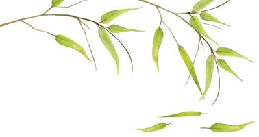 Hand drawn watercolor yellow green bamboo leaves on branch. Natural plant. Botanical illustration isolated object horizontal frame on white background. For shop logo print, website, card, booklet. vector