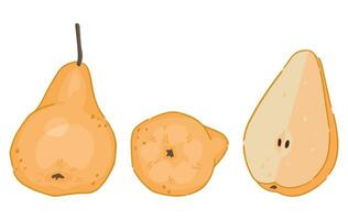 dibujos animados clipart conjunto de peras frutas garabatos de otoño jardín cosecha. vector ilustraciones colección aislado en blanco antecedentes.