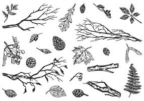 Set of autumn botany attributes. Sketches of fallen leaves, branches, pine cones, rowan twig. Hand drawn vector illustrations. Outline clipart collection isolated on white.