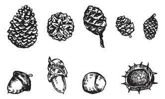 Set of autumn forest tree harvest. Sketches of acorns, pinecones, chestnuts. Hand drawn vector illustrations. Outline clipart collection isolated on white.