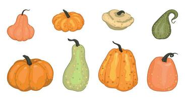 Set of various pumpkins, squash, vegetable marrow. Vector illustrations of autumn season harvest. Cartoon style clip arts isolated on white.