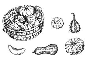 Outline clipart set of pumpkin vegetables. Doodles of autumn agricultural harvest. Hand drawn vector illustrations collection isolated on white.